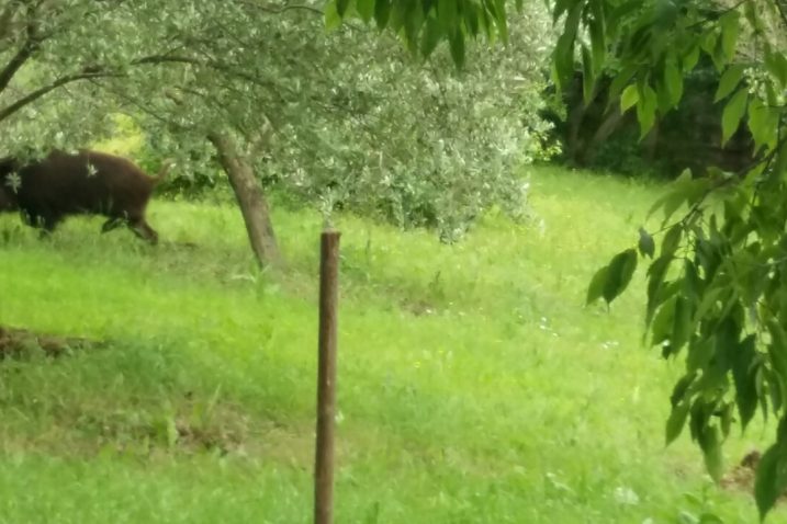 Franjo Božinović snimio je danas  divlju svinju u svom vrtu