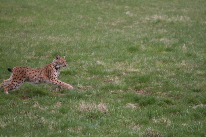 Foto: Vedran Slijepčević / Facebook LIFE Lynx - hrvatski terenski blog