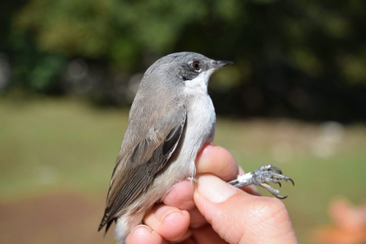 Za vrijeme kampa ornitolozi-biolozi pomoću ornitoloških mreža hvataju i prstenuju ptice