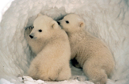 FOTO/Flickr