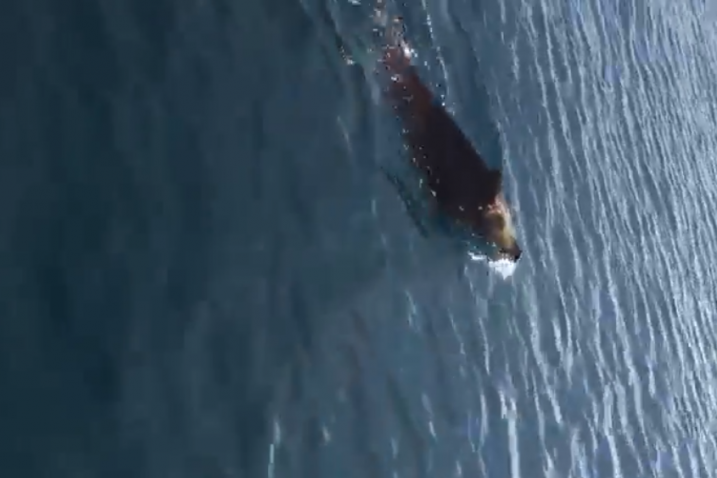 Faros News Facebook video screenshot