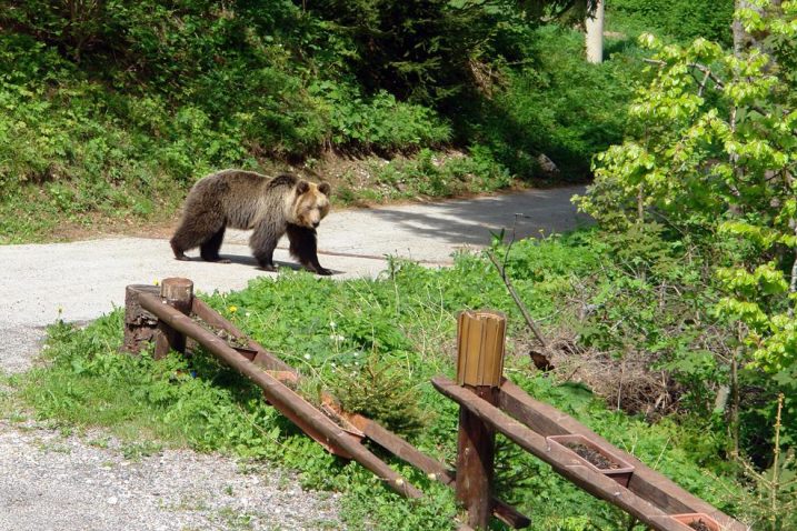 Prošle je godine bio dozvoljen odstrjel 93 mrka medvjeda u Sloveniji, što također nije prošlo bez polemika / Snimio Marinko KRMPOTIĆ