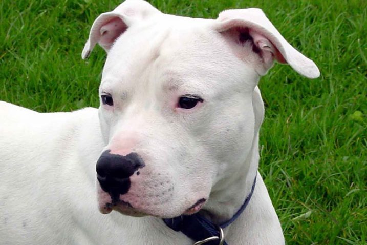 »Dogo Argentino« ugrizao je jednomjesečno dijete u spavaćoj sobi