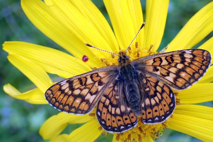 Močvarna riđa iliti Euphydryas aurinia / Foto T. KOREN