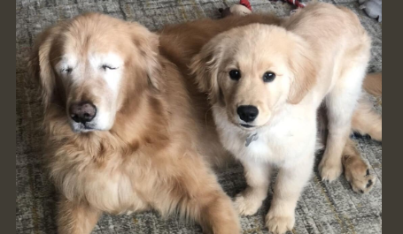 FOTO/Twitter, Charlie & Maverick