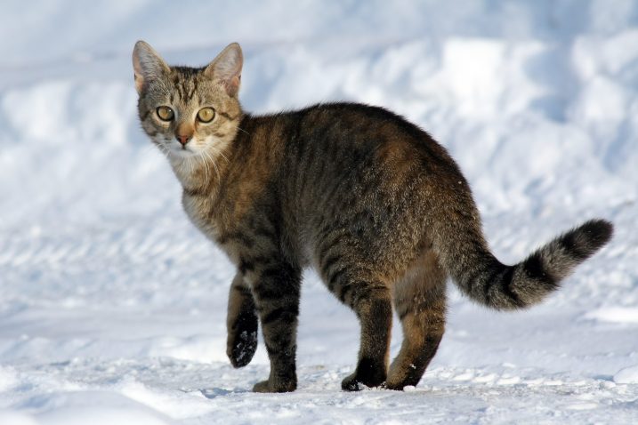 FOTO/Wikimedia/Fotografija ne prikazuje mačku iz teksta