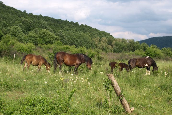 Foto M. Smolčić
