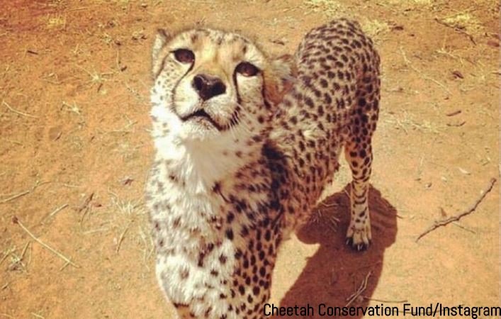 FOTO/Cheetah Conservation Fund, Instagram