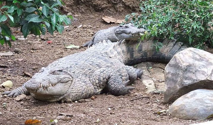 FOTO/Wikimedia Commons/Vrsta novogvinejskog krokodila u Zoološkom vrtu