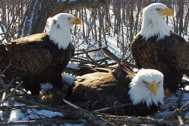 FOTO/Upper Mississippi River Refuge, Facebook