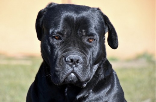 Ilustracija psa pasmine Cane Corso / Foto Pixabay