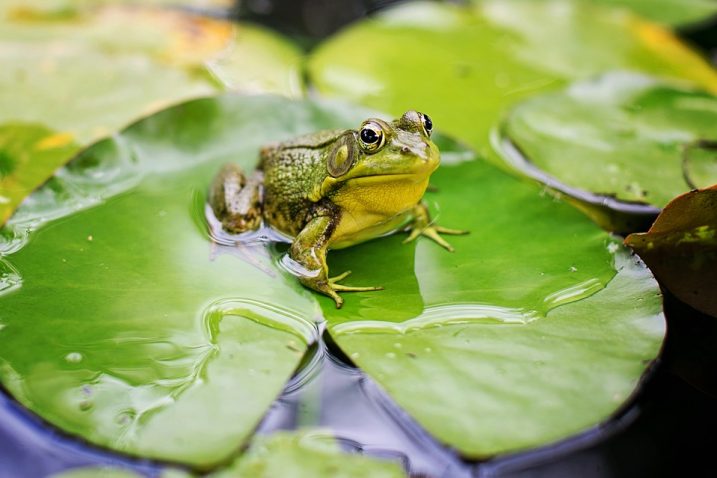 FOTO/Bull Frog/Pixabay