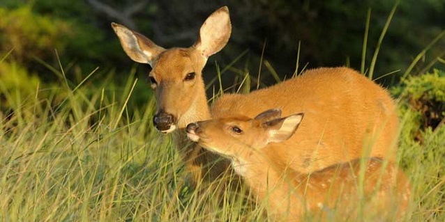 FOTO/National Park Service