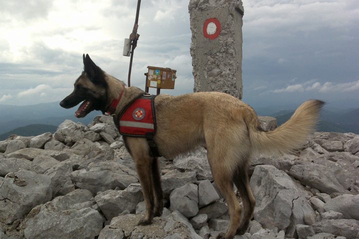 Luxa - bila je aktivna do zadnjega dana družeći se na raznim turama, pa čak i treninzima s ostalim potražnim psima / Foto HGSS