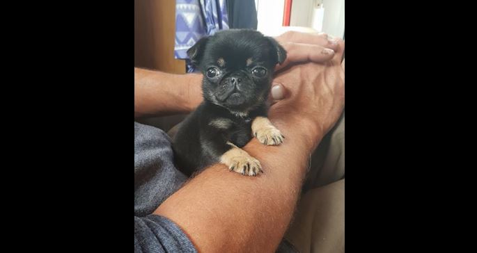 FOTO/Bobby, Dog rescue coolronan Facebook
