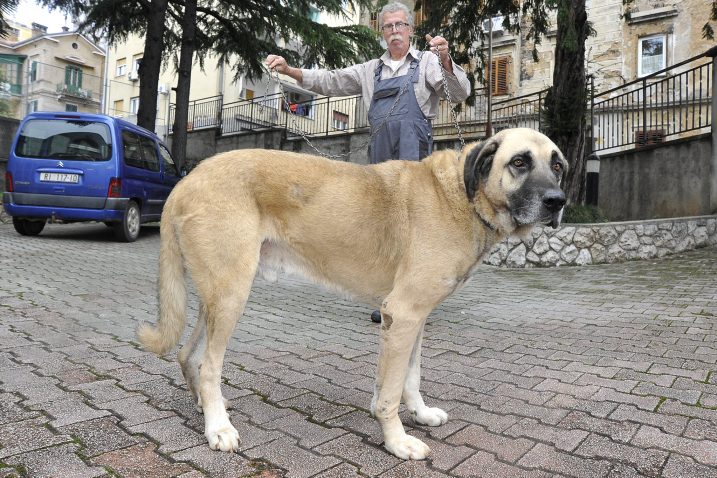 Livio Hrelja ipak je uspio Arona dovesti do Veterinarske stanice gdje mu je očitan čip i pronađen vlasnik / Snimio Sergej DRECHSLER