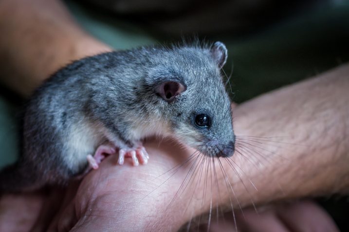 Foto Ivan Žagar