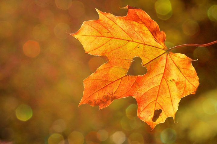 Izvor: Pixabay