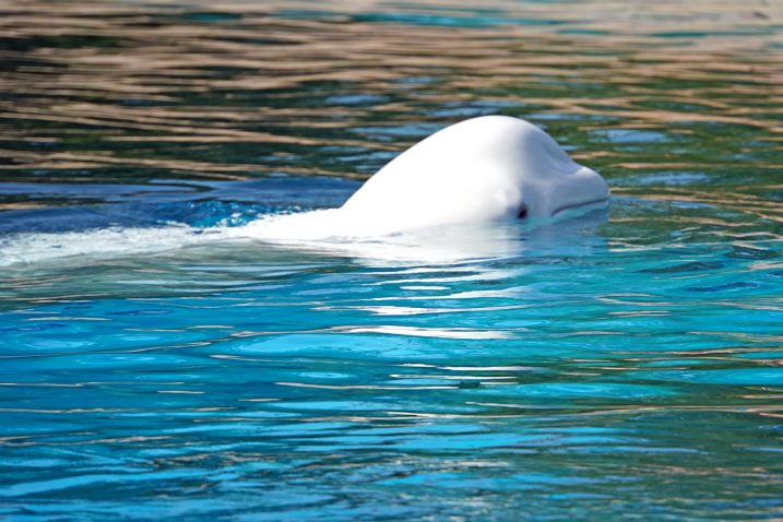FOTO/Beluga Whale, Flickr