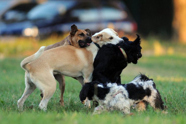 Foto Davor Kovacevic
