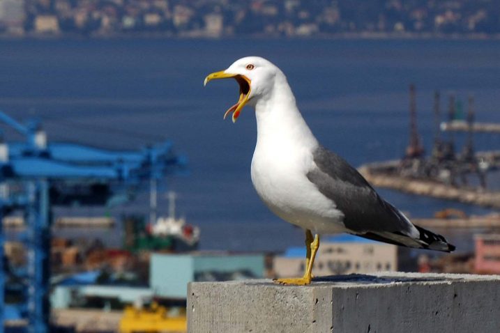 Foto Petar Fabijan