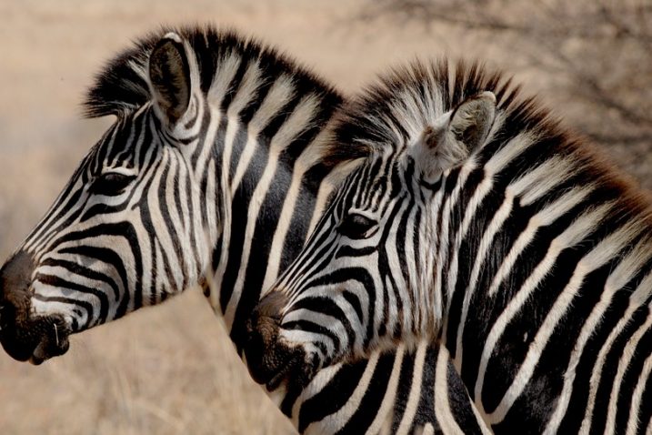 Foto/Pixabay - zebra