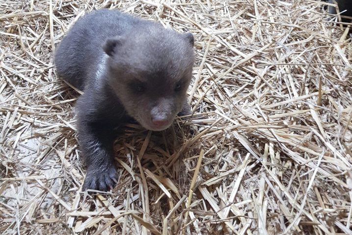 foto: ZOO vrt Zagreb