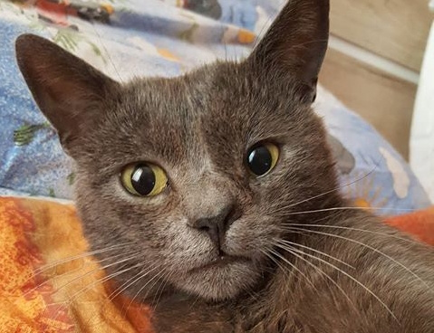 Sivi mačak nestao je na području Vidikovca u gradu Krku