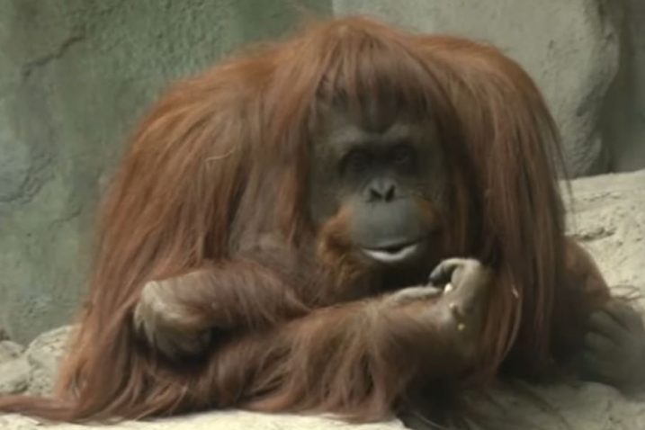 FOTO/YouTube Screenshot, Orangutan Sandra