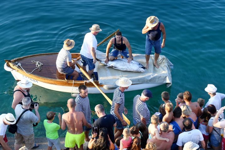 Ulov je bila tuna prethodno ulovljena u sklopu big game fishing natjecanja / Snimio Ivica TOMIĆ