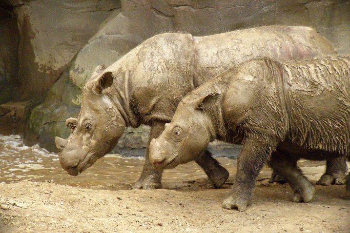 FOTO/Sumatranski nosorog, Wikimedia Commons