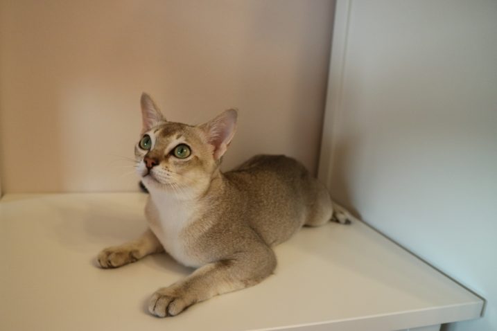 Alvaro - Singapurska mačka