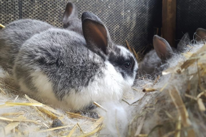 Foto ZOO grada Zagreba