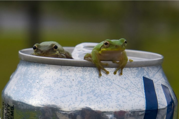 FOTO/hurlburt.af.mil (Fotografija ne prikazuje žabe iz teksta)