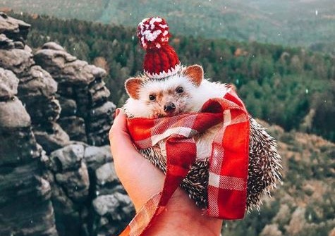 Foto: @mr.pokee Instagram