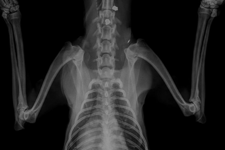 Foto Facebook Anubis klub, veterinarska ambulanta