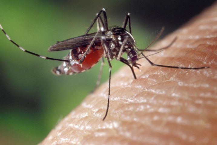 Virus prenose komarci, a najopasnije je za vrijeme toplih dana, obično u srpnju i kolovozu