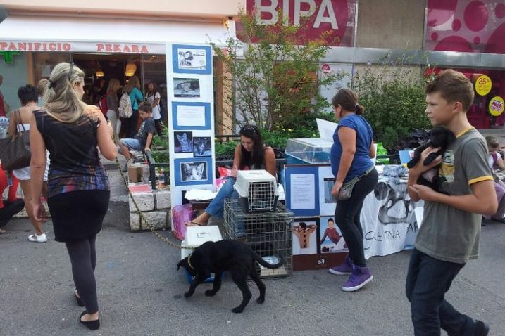 Volonteri Udruge Sretna šapa pokušavaju udomiti kojeg ljubimca, a poželjne su i donacije