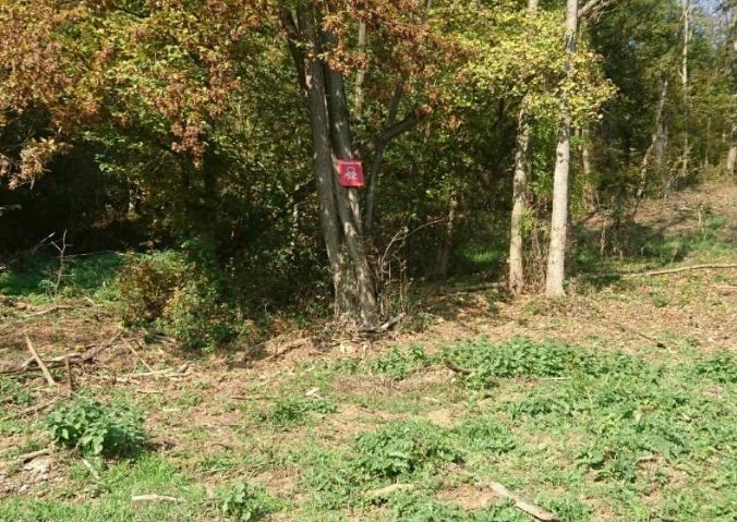Marihuana skrivena u miniranoj šumici