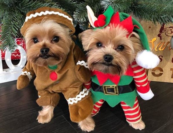 Foto: @louie_and_lola_yorkies Instagram