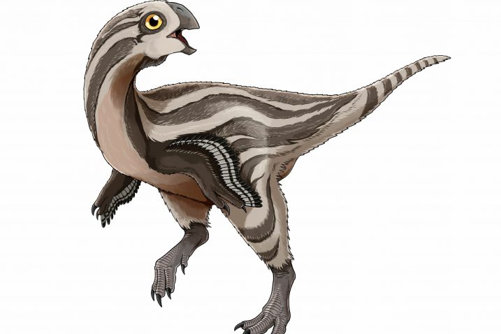 Gobiraptor reconstruction. Credit: Do Yoon Kim (2019)