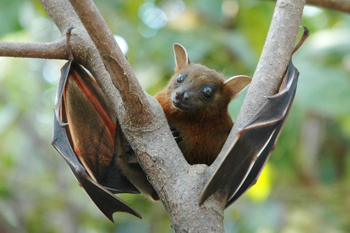FOTO/Wikimedia Commons (Megabat - "voćni šišmiš")