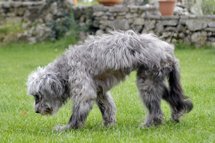 Bubica je najstariji pacijent Veterinarske stanice Rijeka / Foto Vedran KARUZA