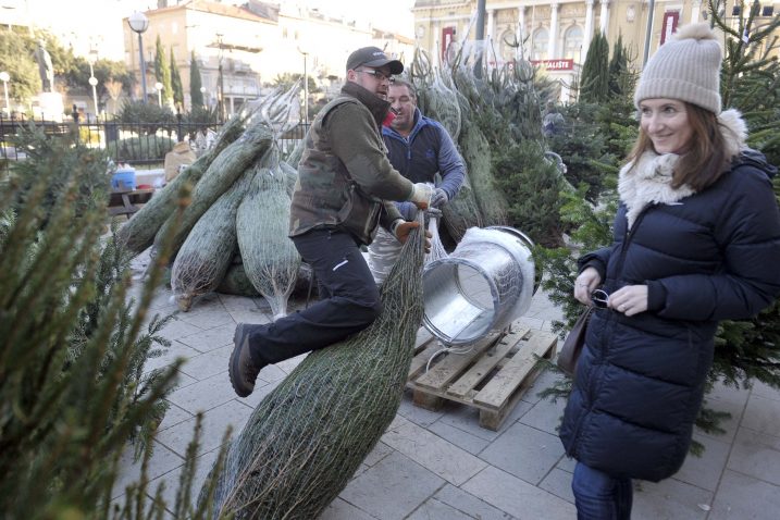 Zadovoljavajuća ponuda božićnih drvca na glavnoj riječkoj tržnici / Foto Vedran KARUZA