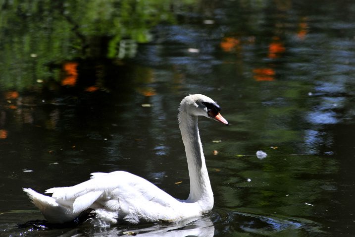Foto: N. REBERŠAK