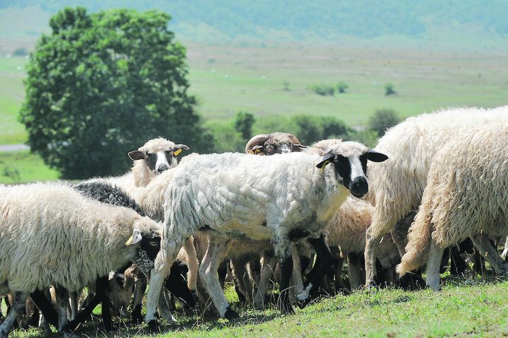 Kako je više od 800 stočara i dalje na čekanju, aktualni ministar Tolušić dao je nalog da se s njima potpišu ugovori / Foto D. KOVAČEVIĆ