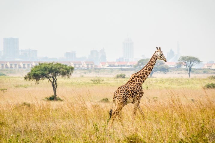 iStock