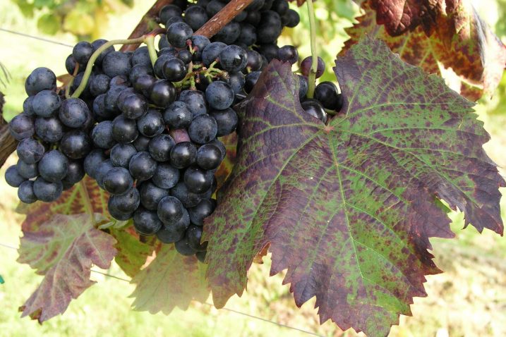 Foto: Glas Istre