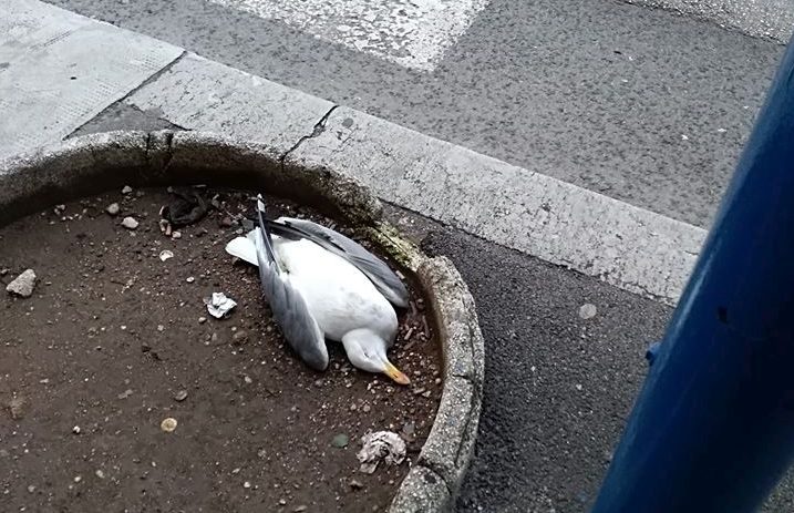Fotografija je snimljena danas uulici Nikole Tesle u rijeci, na Potoku. Nakon 17 sati čitateljici se nitko iz Higijeničarske službe nije javio