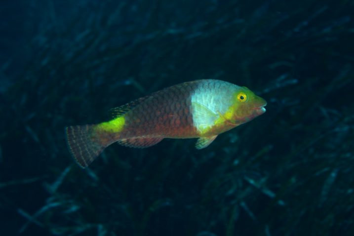 Invazivna vrsta riba papigača Sparisoma cretense. Hrani se i koraljima. Danas je rasprostranjena po cijelom Jadranu